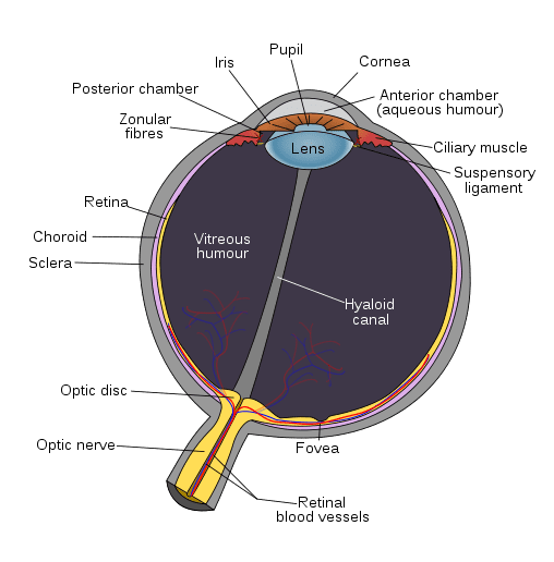 Diagram of the eye, showing the lens where eye cataracts originate.