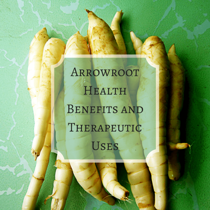 Arrowroot Health Benefits and Therapeutic Uses RemedyGrove