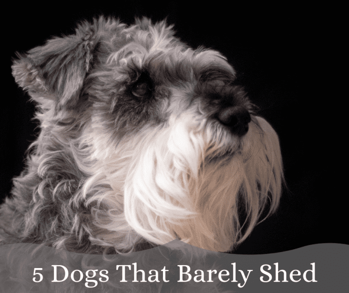 Here are five breeds of dogs that won't have you chasing after them with a vacuum cleaner.