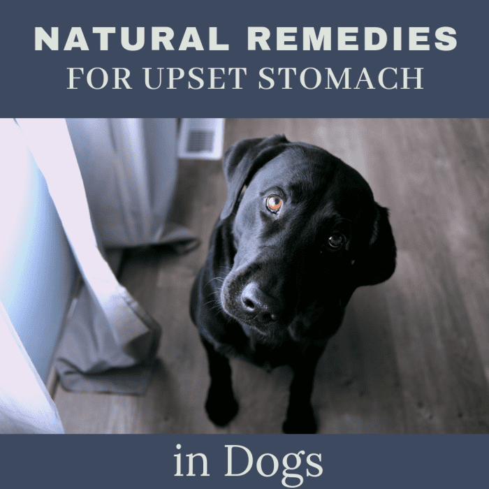 over the counter upset stomach meds for dogs