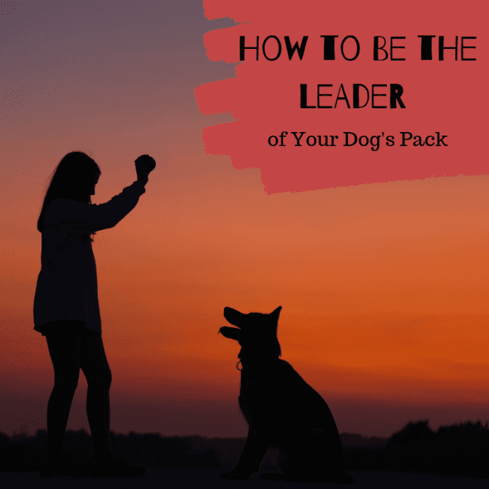 Your dog will thrive with leadership. Help him feel more secure by establishing yourself as the alpha.
