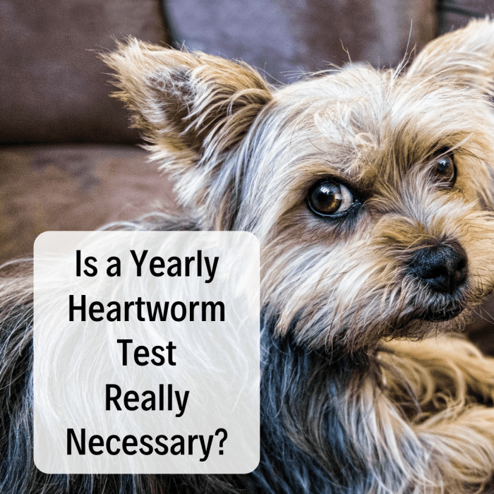 Find out whether your dog really needs an annual heartworm test if they're already on heartworm preventative.