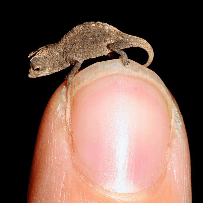 The smallest living reptile is the dwarf gecko. Adults are only 16 mm long.