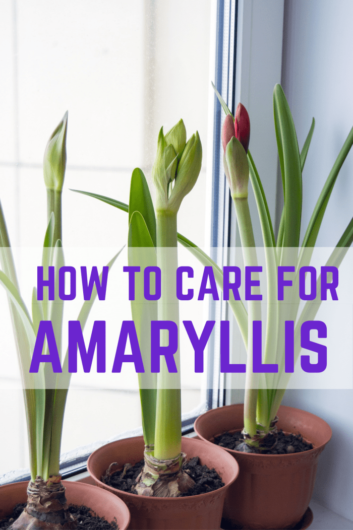 How to Care for a Potted Amaryllis So That It Blooms Again - Dengarden