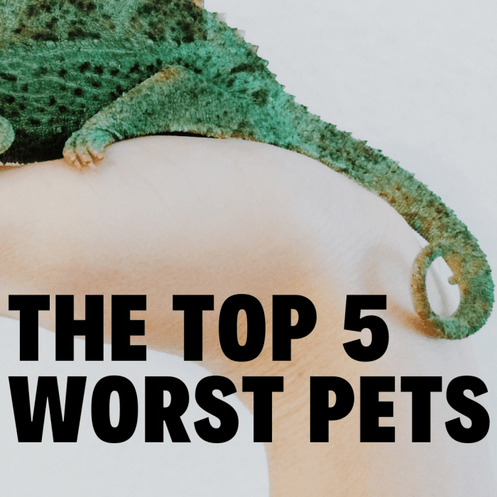 The Top 5 Worst Pets PetHelpful