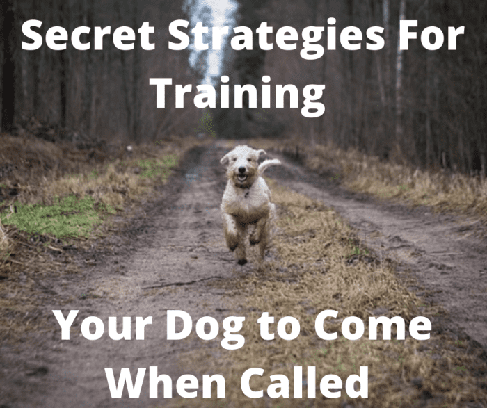 Secret Strategies for Training Your Dog to Come When Called PetHelpful