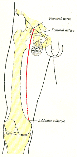 In a femoral nerve block, numbing medicine is injected around the femoral nerve at the top of the leg. The front of the leg down to the knee is numbed since this area is innervated by the femoral nerve.