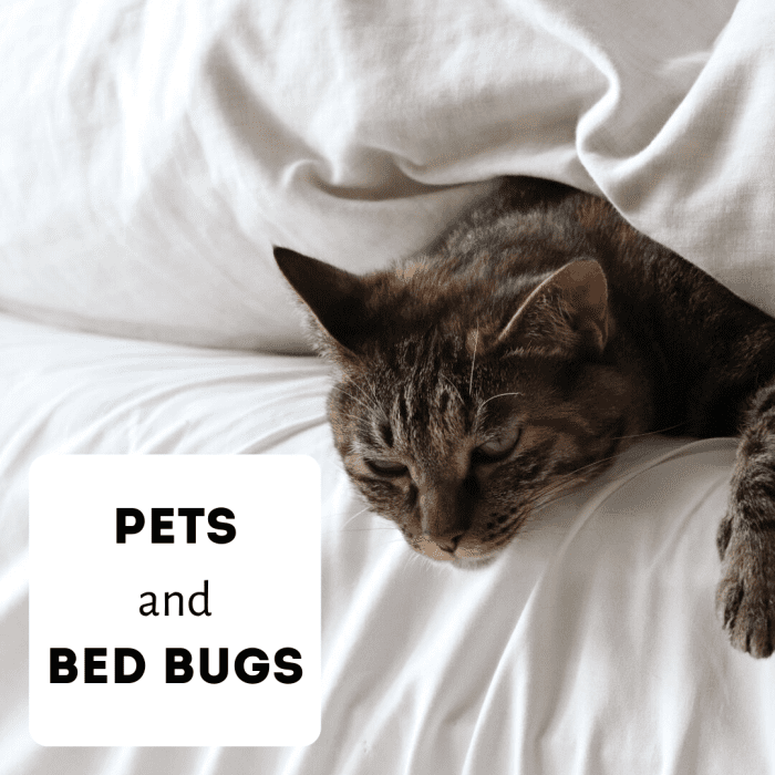 Do Cats, Dogs, and Pets Carry Bed Bugs? PetHelpful