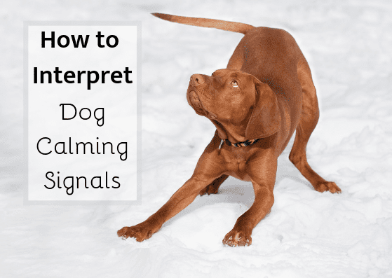 A play bow is one example of a dog calming signal. Learn more about these signals and dog body language.