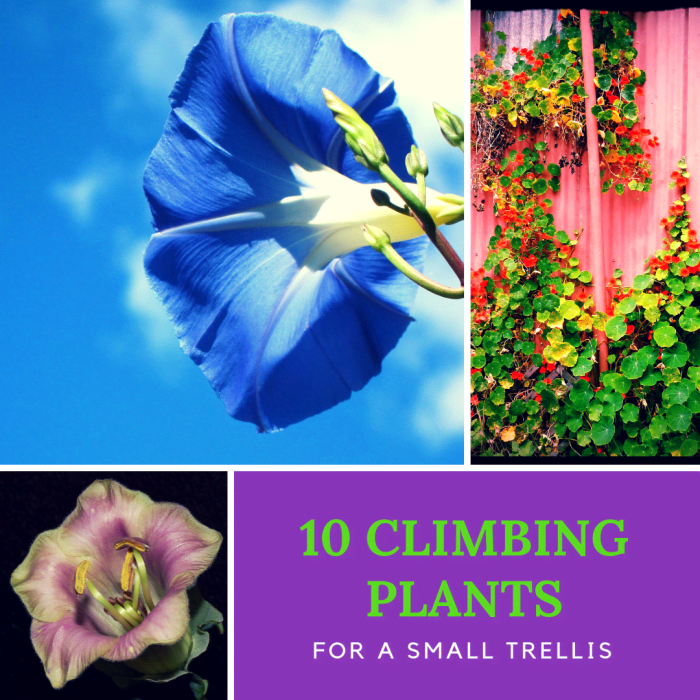 If you're looking for some great climbing plants to grow up a trellis and splash your garden with delightful color (and sometimes heavenly scents), then check out this list of 10 great climbers.