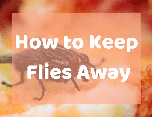 How to Keep Flies Away From Your Dustbin and Out of Your Kitchen ...