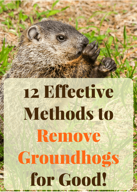 12 Effective Ways to Get Rid of Groundhogs for Good - Dengarden