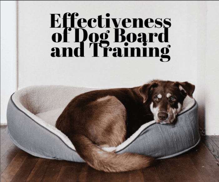 Effectiveness of Dog Board-and-Train Programs - PetHelpful