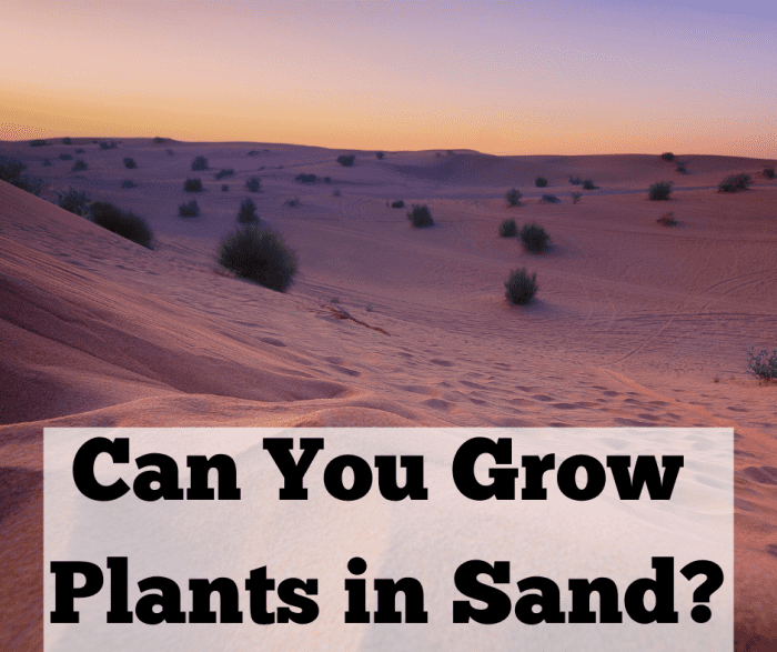 Can Plants Grow in Sand? Dengarden