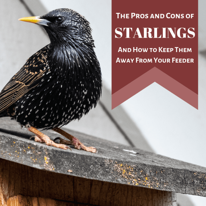 Starlings in the US: The Good, the Bad, the Bold, and the Beautiful ...