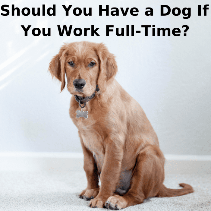 Is It Right to Have a Dog If You Work Full-Time? - PetHelpful