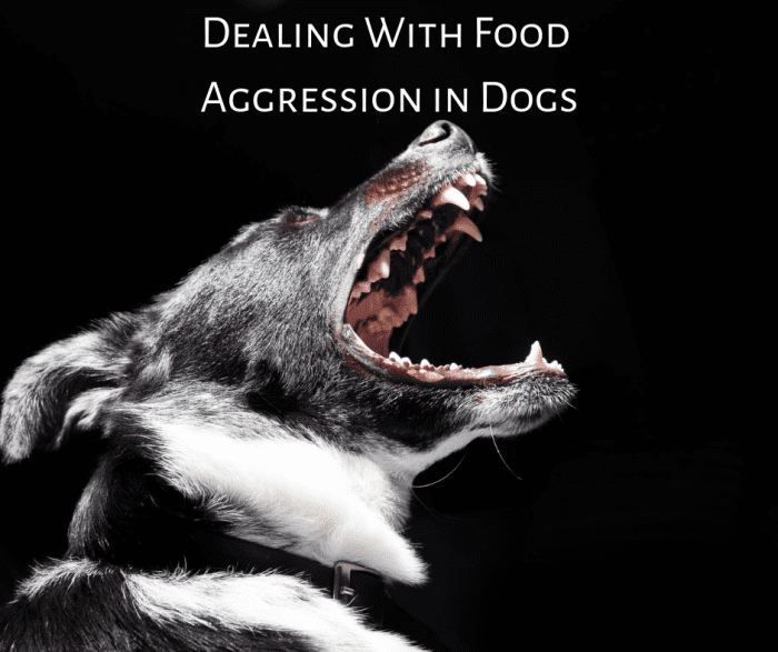 Learn how to deal with food aggression in dogs. If you're not careful, food aggression can lead to biting, and you'll want to avoid that.