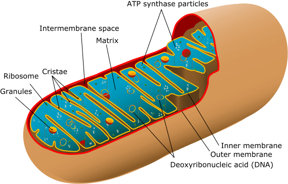 Structure of a mitochondrion
