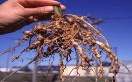 Root-knot nematode damage on roots is striking, and is evidenced by nodules where the nematodes have entered the roots. This problem occurs in a wide range of garden and crop plants.
