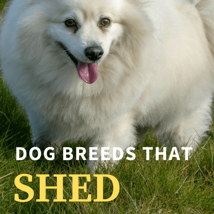 Most people avoid dogs that shed, but if you're interested in owning one of your own, then this list is just for you.