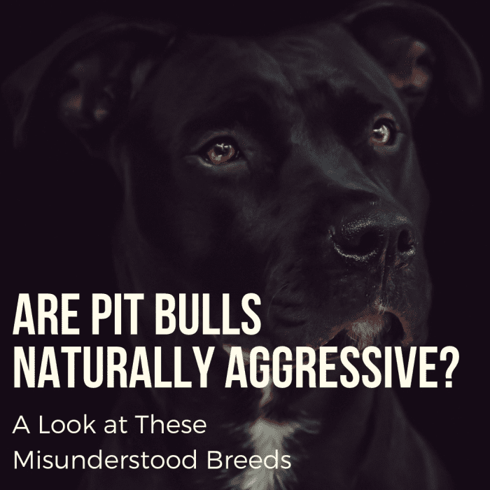 This article will break down the truth about pit bulls, why they are seen as dangerous, and why these loyal and lovable dogs are actually quite silly and playful.