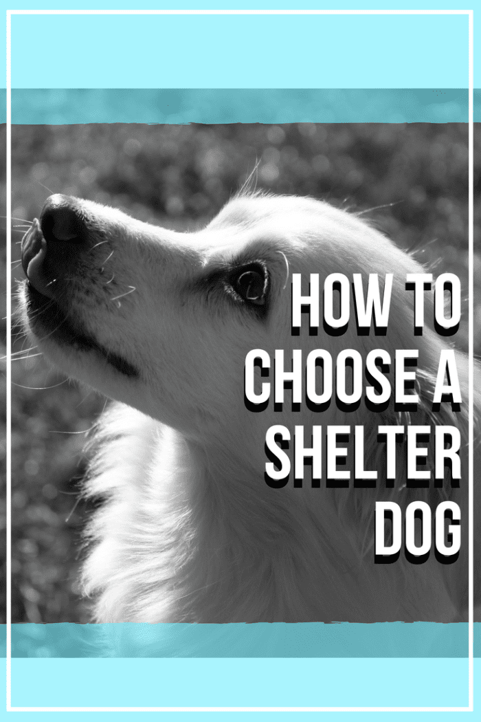 Here are some tips on how to choose a shelter dog to give them their forever (or fur-ever) home.