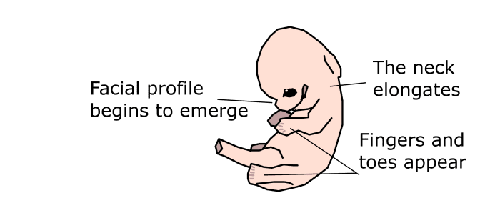The embryo's proportions begin to change in the 8th week of pregnancy, and webbed fingers and toes appear.
