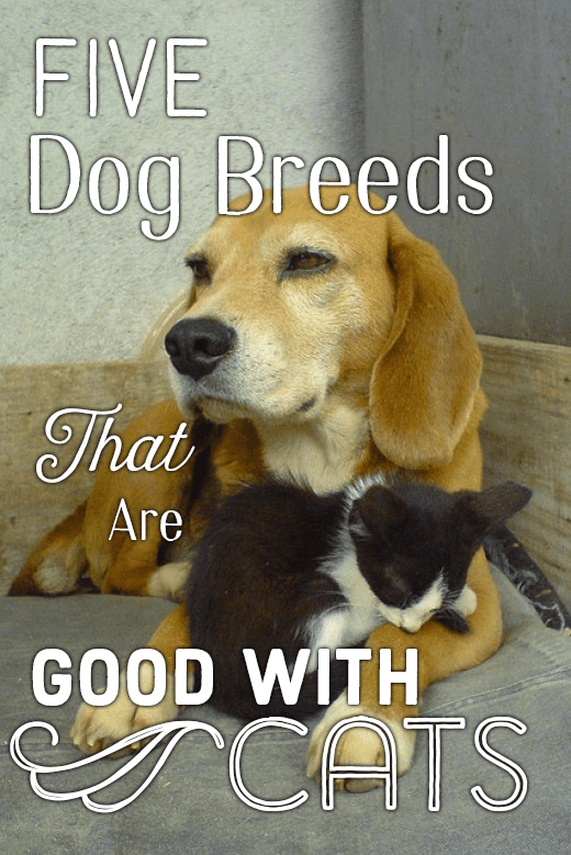 If you're looking for a cat-friendly dog breed, consider the beagle. The beagle is one of the top five dog breeds that are good with cats.