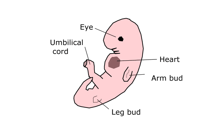 The embryo develops in a big way at six weeks of pregnancy: the umbilical cord forms, the optic pit (future eye) forms, and the baby's heart begins to beat!