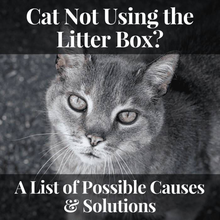 Figuring out why is a cat is not using the litter box is the first step to solving the problem.