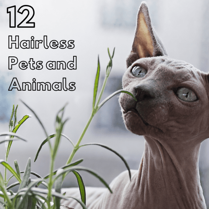 Hairless pets are becoming more and more popular, but they have also been used in research and for food.