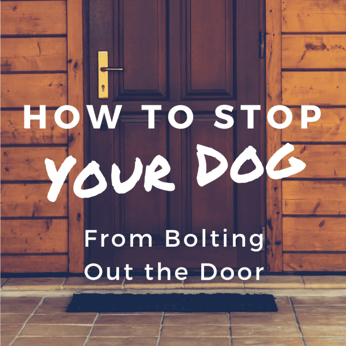 How to Stop Your Dog From Bolting Out the Door PetHelpful