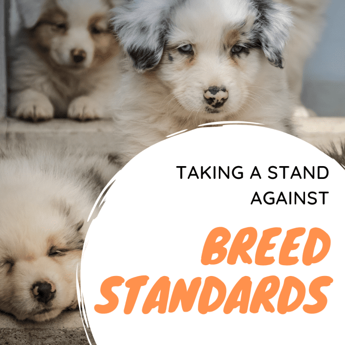 Why We Should Take a Stand Against Dog Breed Standards PetHelpful