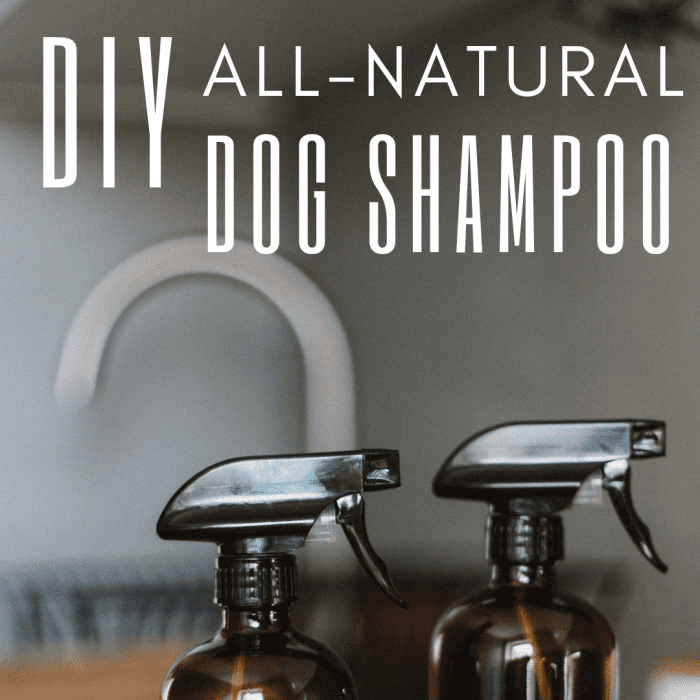 All-Natural Homemade Dog Shampoo Recipe - PetHelpful