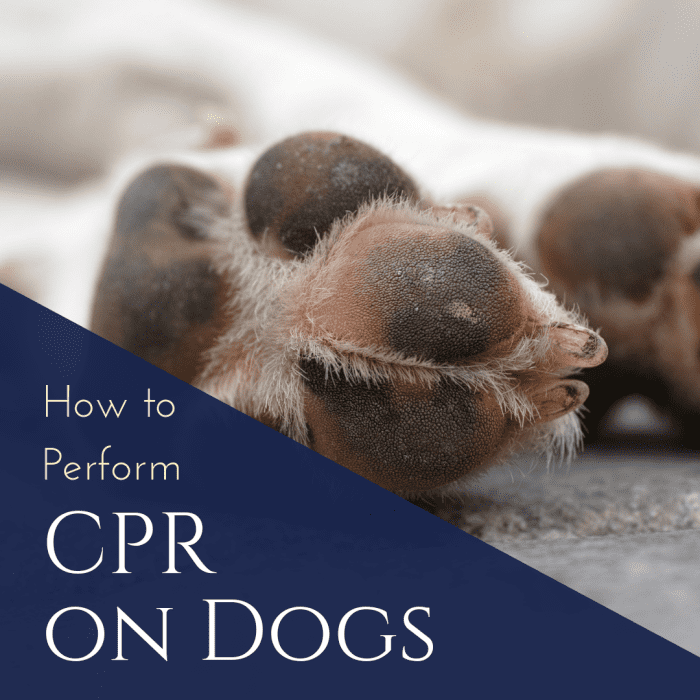 Dog CPR