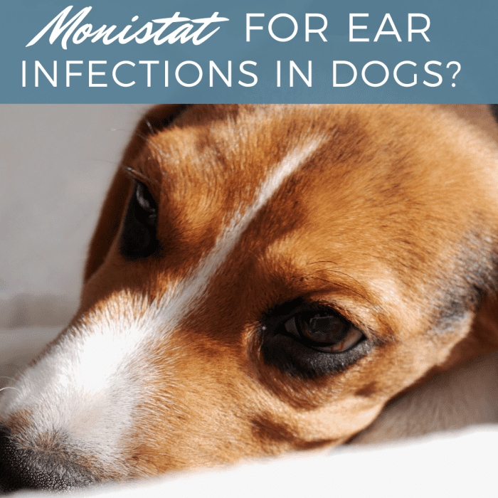 Will Monistat Cure A Dog S Ear Infection