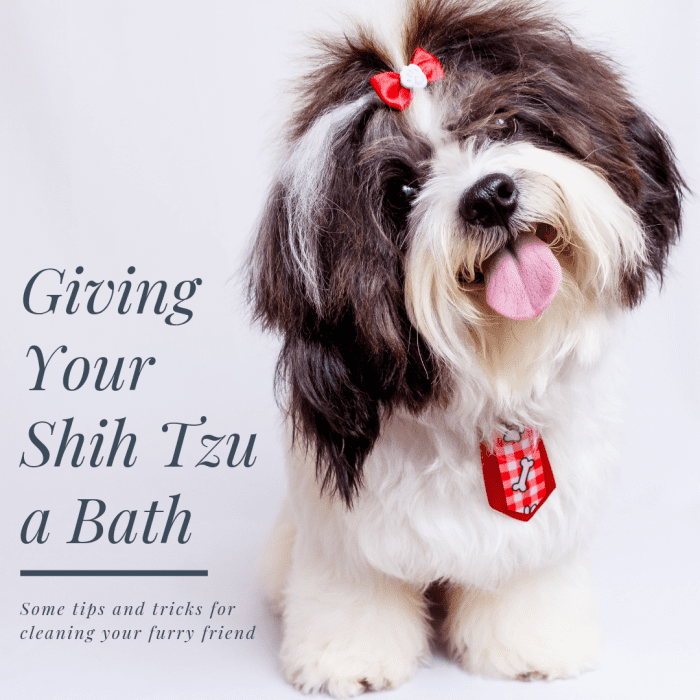 This article will provide some information and pointers on how to properly bathe and pamper your Shih Tzu.