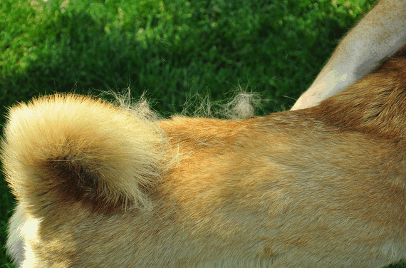 When a dog sheds, it can get pretty messy and hard to clean. Learn when a dog sheds the most and prepare for the date.