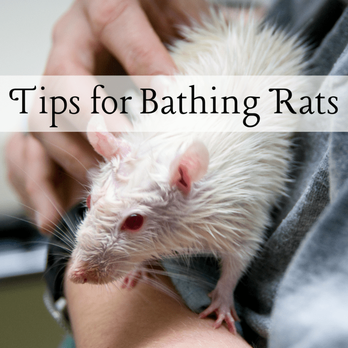 How to Bathe Your Pet Rat Without Stress PetHelpful