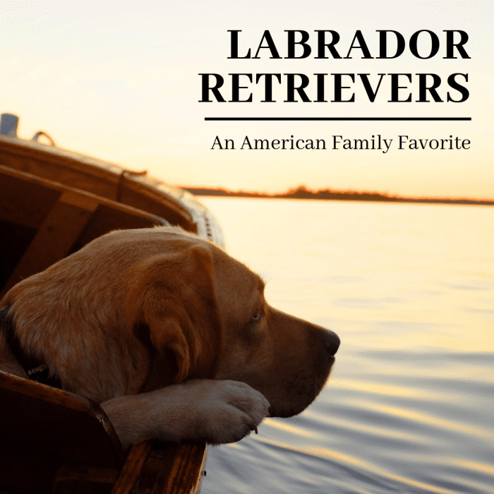 As the most popular dog breed in America for 21 years running, the Labrador Retriever is a perfect canine companion for many homes, and this article will break down why.