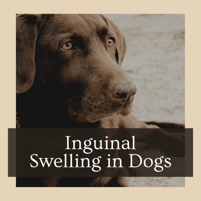 symptoms-of-swollen-inguinal-lymph-nodes-in-dogs-pethelpful