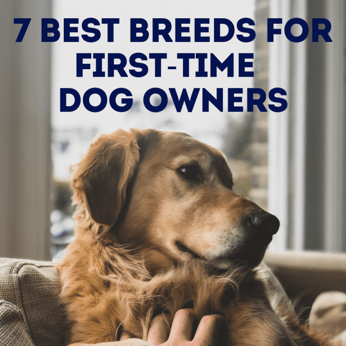 Вы первый владелец и ищете свою первую собаку или щенка?  Читайте дальше, чтобы узнать о лучших породах для начинающих владельцев. 