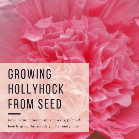 This guide provides instructions for propagating and growing the biennial Alcea rosea, commonly called hollyhock.