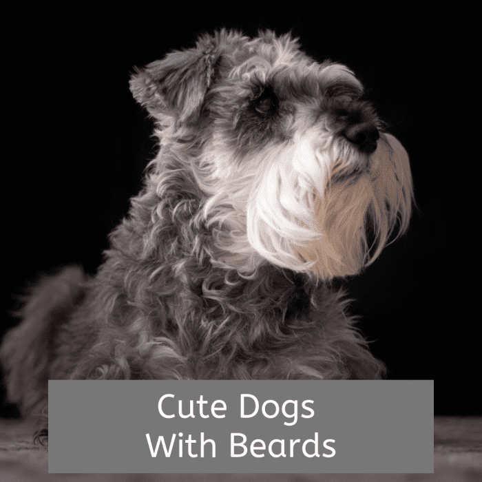 Узнайте о некоторых из многих пород собак с бородой.