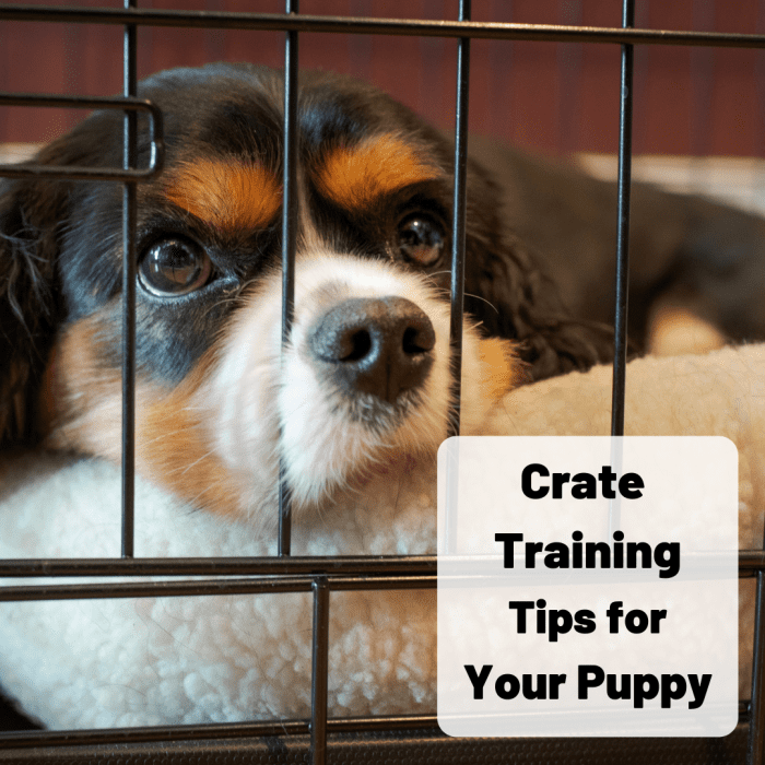 5 Tips on Crate Training The Nice Way to Crate a Puppy PetHelpful