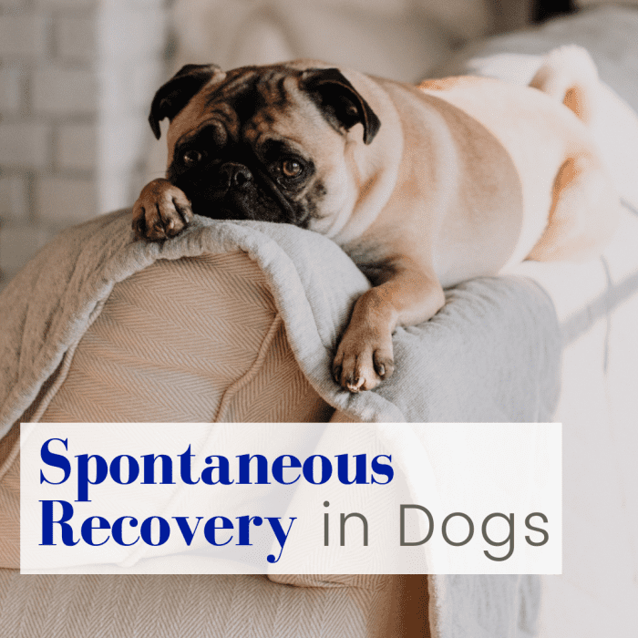 understanding-spontaneous-recovery-in-dogs-pethelpful