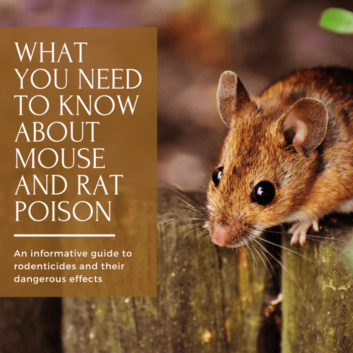 Mouse and Rat Poison: What They're Not Telling Us - Dengarden