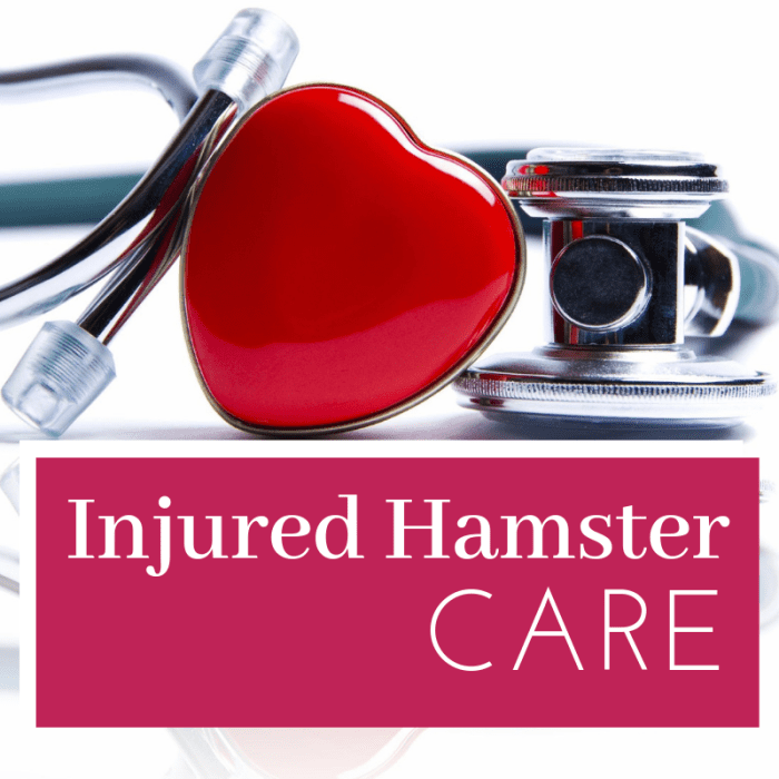 Injured Hamster Care