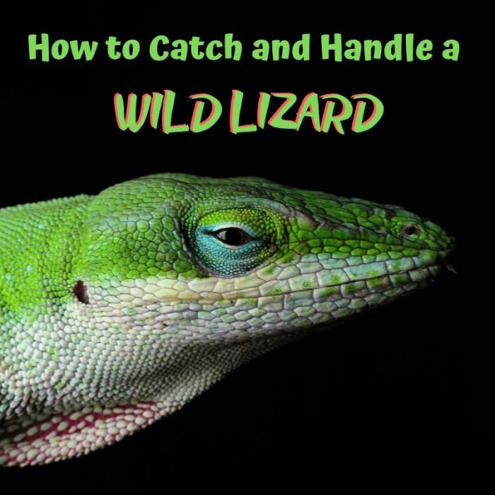 Learn how to catch a lizard⁠, safely and responsibly: locate, catch, handle, observe, and release. 