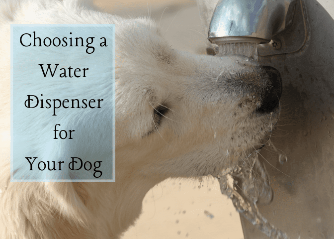 By using a water fountain, your pet will have access to cool, clear, fresh water at all times to keep them hydrated and healthy.